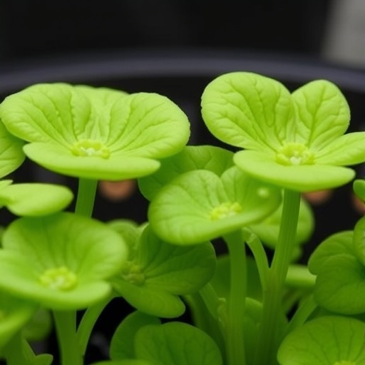 comparing-gene-regulation-in-agrobacterium-transformed-hypericum