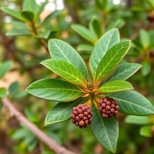 mbabaram-bush-medicine-shows-antioxidant,-anti-inflammatory-power