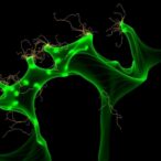 exploring-archaeal-promoters-with-explainable-cnn-models