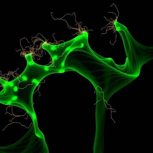 exploring-archaeal-promoters-with-explainable-cnn-models