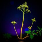 exploring-tify-family-genes-in-panax-notoginseng