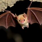 museum-researchers-excited-by-the-discovery-of-six-new-bat-species