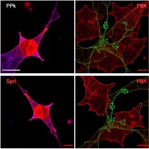 pbk-boosts-myoblast-differentiation-and-muscle-regeneration