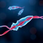 sarcopenia:-the-future-of-muscle-ultrasound?