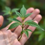 unlocking-henna’s-healing-power:-a-breakthrough-chemical-from-lawsonia-inermis-fights-fibrosis
