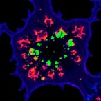 cap’s-role-in-osteosarcoma’s-temperature-regulation-revealed