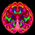 amlodipine-targets-glioma-stem-cells-by-degrading-egfr