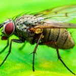 hunger-tunes-sensory-systems-to-enhance-nutrition-intake-in-fruit-flies