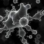 exploring-prophages-in-enterococcus-faecium:-diversity-&-resistance