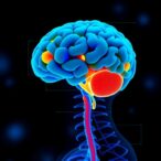 cns-prophylaxis-and-bl-model-impact-in-testicular-lymphoma