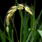 hexaploid-oat:-pangenome-and-pantranscriptome-unveiled