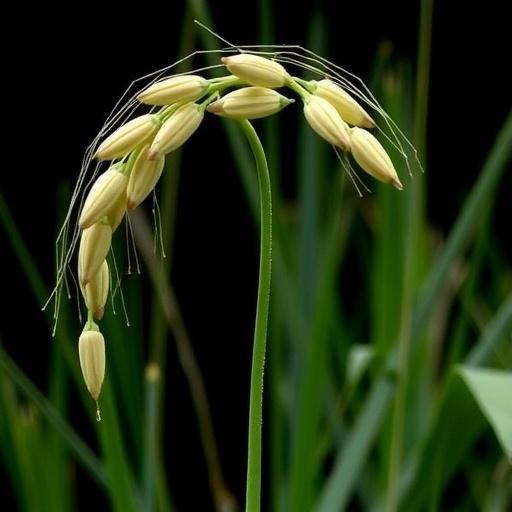 hexaploid-oat:-pangenome-and-pantranscriptome-unveiled