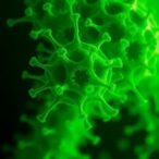 plant-flavonoids-disrupt-pseudomonas-aeruginosa-biofilms