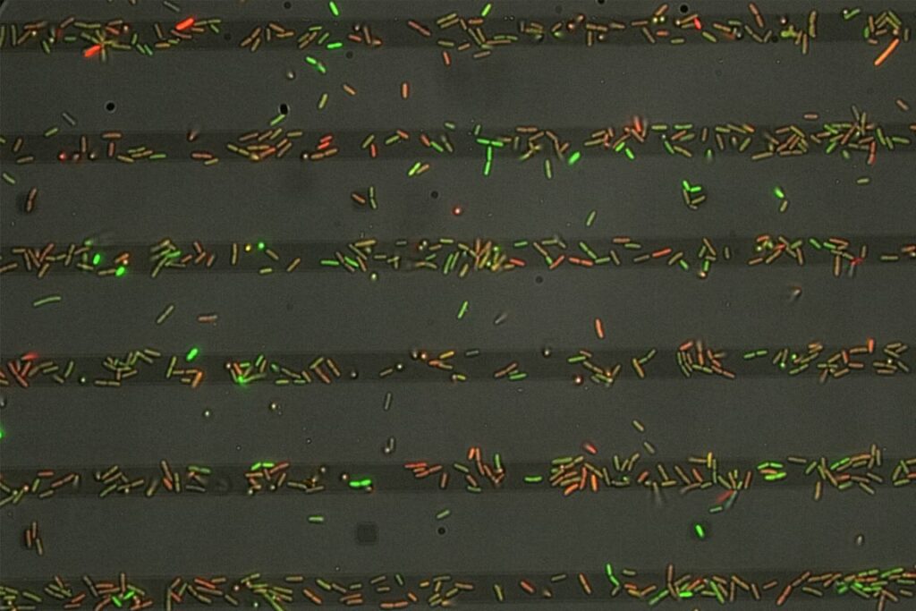 pseudomonas-aeruginosa-biofilm-formation-driven-by-pili–mediated-sugar-trail-sensing