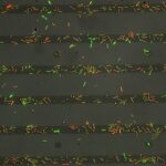 pseudomonas-aeruginosa-biofilm-formation-driven-by-pili–mediated-sugar-trail-sensing