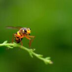 hsp-gene-superfamily-expansion-in-aphidoletes-diapause