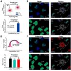 ibrutinib-induced-redox-imbalance-triggers-ferroptosis-in-dlbcl