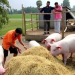 boosting-rural-energy-independence-through-pig-slurry-digestion