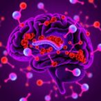 hspa8-regulates-immunity-to-reduce-brain-ischemia