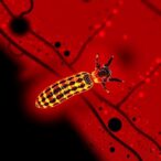 trypanosoma-cruzi:-metapopulation-dynamics-in-human-landscapes