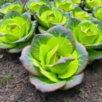 boosting-lettuce-yields-with-steel-slag-compost-teas