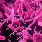 unraveling-resistance-genes-in-photorhabdus-bacteria