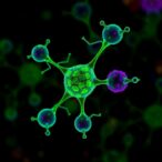 exploring-antitumor-potential-of-oleanolic-acid-derivatives