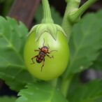 eggplant-genotypes’-resistance-mechanisms-against-leucinodes-orbonalis
