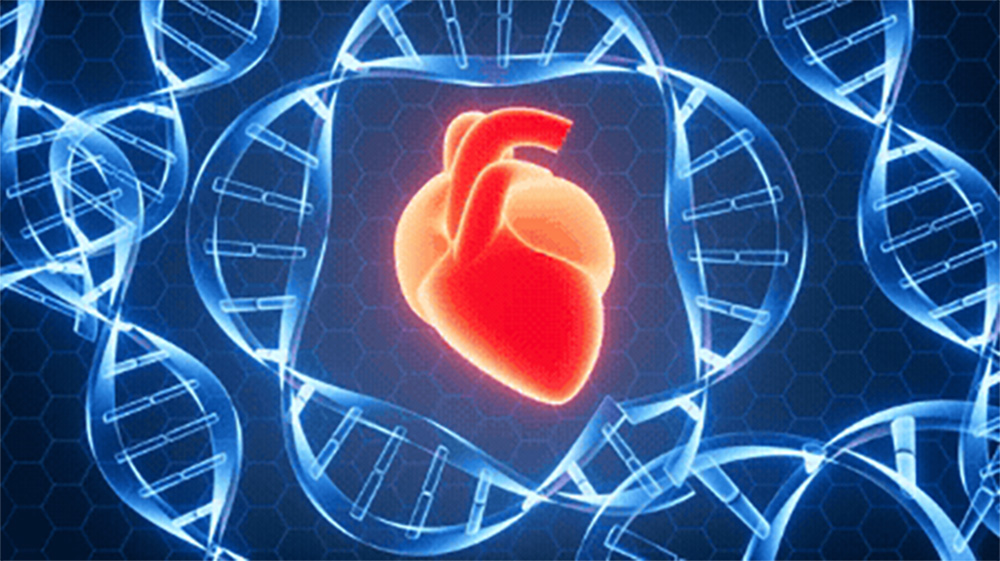 cardiac-repair-promoted-by-cyclin-a2,-potential-heart-transplant-alternative