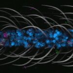 first-ever-cellular-atlas-of-the-aedes-aegypti-mosquito