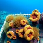 reviving-resilience:-the-role-of-algae-in-coral-recovery-post-bleaching