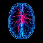 biodegradable-matrix-boosts-blood-vessel-growth-for-stroke-recovery