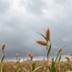 wind-speed-shifts-amplify-maize-warming-impact