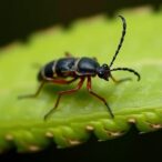 exploring-histone-acetyltransferase-genes-in-bursaphelenchus-xylophilus