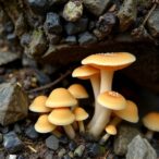 urban-fungi-exhibit-evidence-of-thermal-adaptation,-study-finds