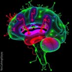 mapping-telencephalic-gabaergic-neurons-transcriptomics
