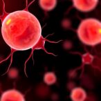 atorvastatin-restores-blood-testis-barrier,-boosts-spermatogenesis