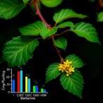 berberine-boosts-cyp3a4-expression-through-pxr-activation