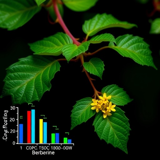 berberine-boosts-cyp3a4-expression-through-pxr-activation