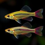 recombination-and-transposons-influence-chironomus-riparius-diversity