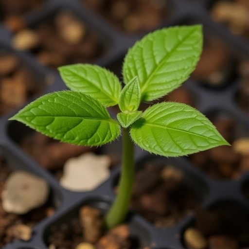 cdca7-alleles-influence-cg-methylation-in-arabidopsis