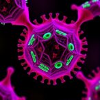 scientists-identify-hidden-hpv-linked-cell-type-that-may-drive-early-cervical-cancer