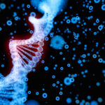 stabilizing-synthetic-gene-circuits-using-transcriptional-condensates