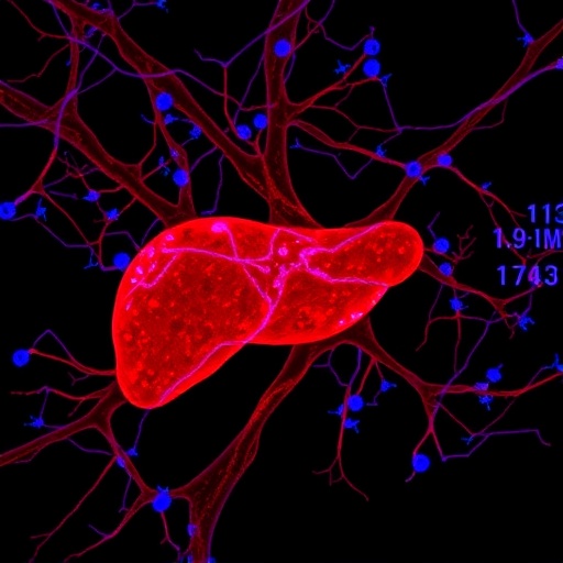 mdmx-alters-liver-cancer-glycolysis-via-14-3-3γ/foxo1