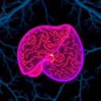 empagliflozin-protects-mice-from-doxorubicin-liver-damage
