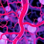 impact-of-patient-variability-on-vascular-tissue-engineering