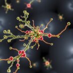 unveiling-extended-core-gene-variation-in-e.-coli-pan-genome
