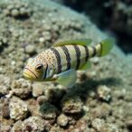 first-hybrid-eriocheir-discovery-in-mediterranean-sea