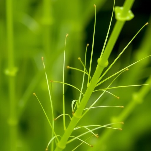 assessing-spikelet-fertility-and-hsp70-for-heat-tolerance