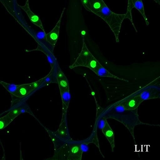 mir-770-5p-regulates-klf4/egfr-via-prmt5